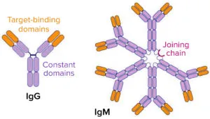 表达 IgM 抗体的细胞系开发